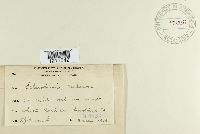 Dumontinia tuberosa image