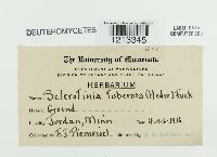 Dumontinia tuberosa image