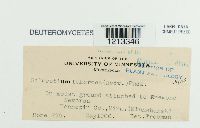 Dumontinia tuberosa image