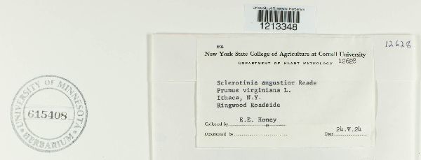 Sclerotinia angustior image