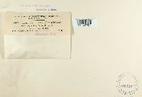 Sclerotinia cinerea image