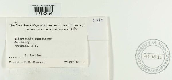 Sclerotinia fructigena image