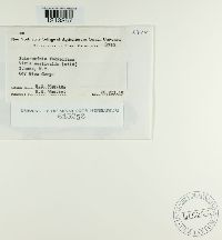 Botryotinia fuckeliana image