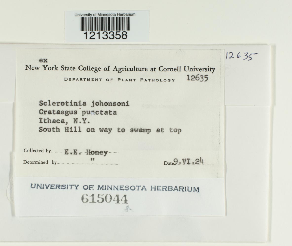 Sclerotinia johansonii image