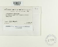 Sclerotinia sclerotiorum image