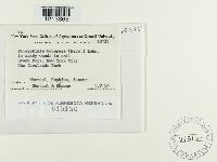 Dumontinia tuberosa image