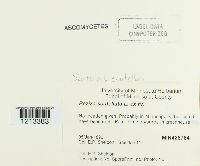 Scutellinia scutellata image