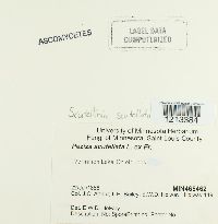 Scutellinia scutellata image