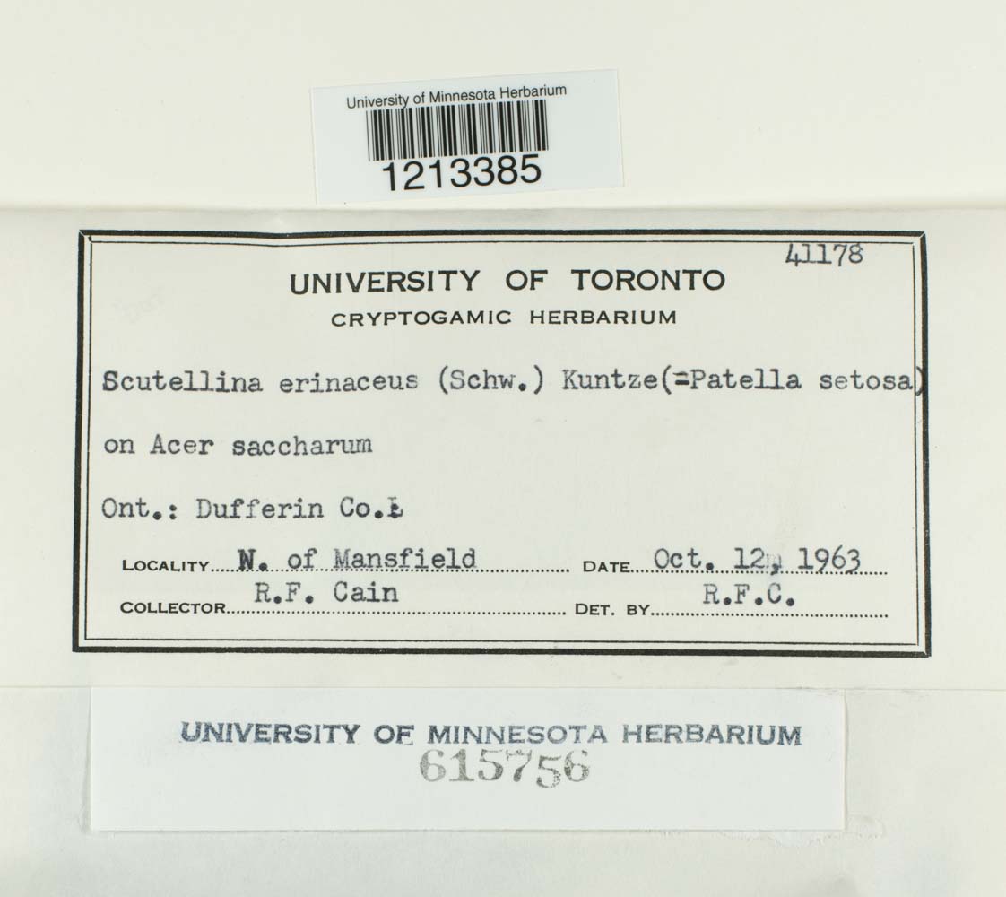 Scutellinia erinaceus image