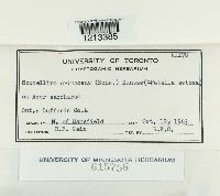 Media resource of Scutellinia erinaceus