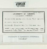 Scutellinia scutellata image