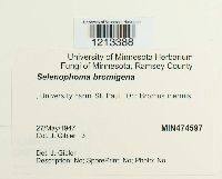 Pseudoseptoria bromigena image