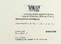 Pseudoseptoria bromigena image