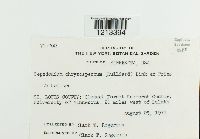 Hypomyces chrysospermus image