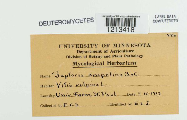 Septoria ampelina image