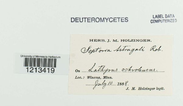 Septoria astragali image