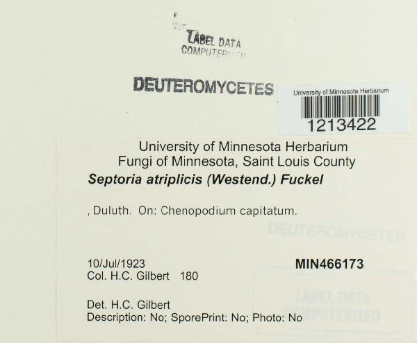 Septoria atriplicis image
