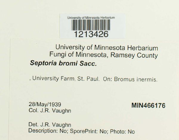 Septoria bromi image