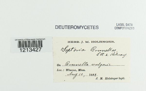 Septoria brunellae image