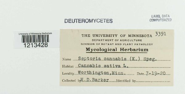 Septoria cannabis image