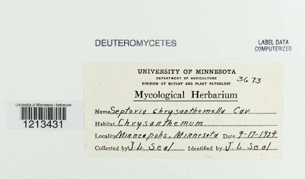 Septoria chrysanthemella image