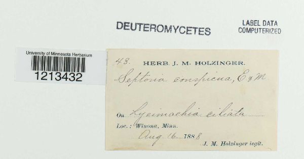 Septoria conspicua image