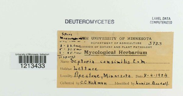 Septoria consimilis image