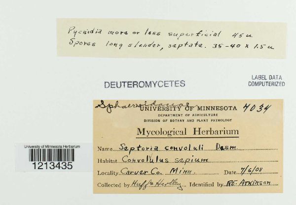 Septoria convolvuli image