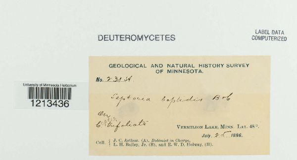 Septoria coptidis image