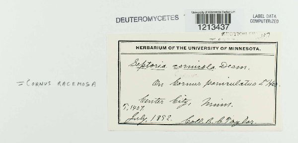 Septoria cornicola image