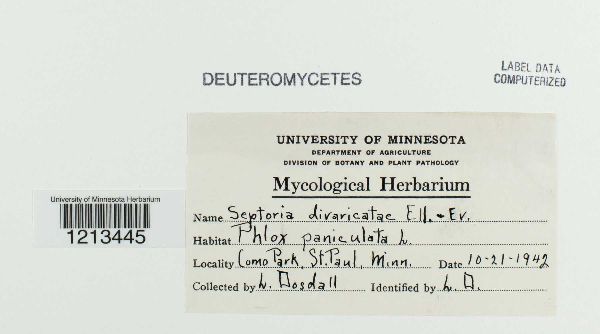 Septoria divaricatae image