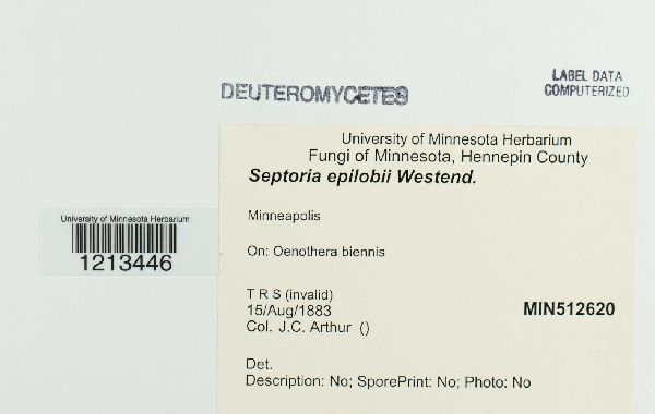 Septoria epilobii image