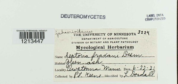 Septoria fraxini image