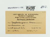 Septoria fraxini image