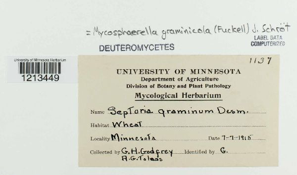 Mycosphaerella graminicola image