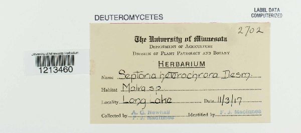 Septoria heterochroa image