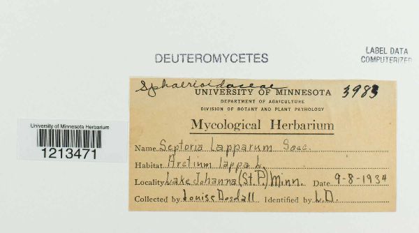 Septoria lapparum image