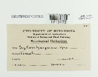 Septoria lycopersici image