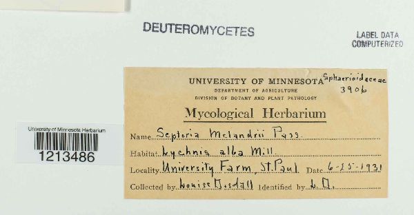 Septoria melandrii image