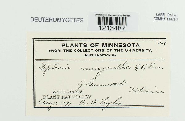 Septoria menyanthes image