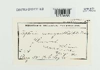 Septoria menyanthes image