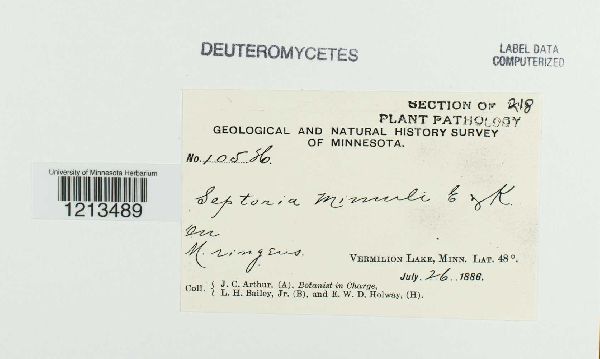 Septoria mimuli image