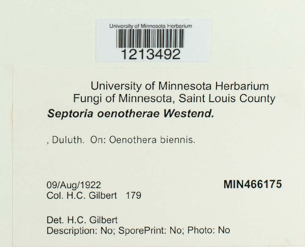 Septoria oenotherae image