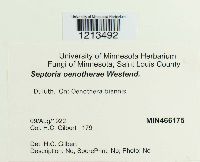 Media resource of Septoria oenotherae