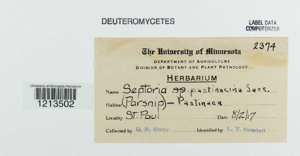 Septoria pastinacina image