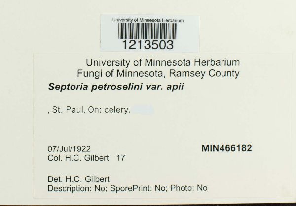 Septoria petroselini var. apii image