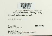 Media resource of Septoria petroselini