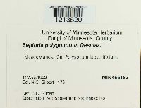 Septoria polygonorum image