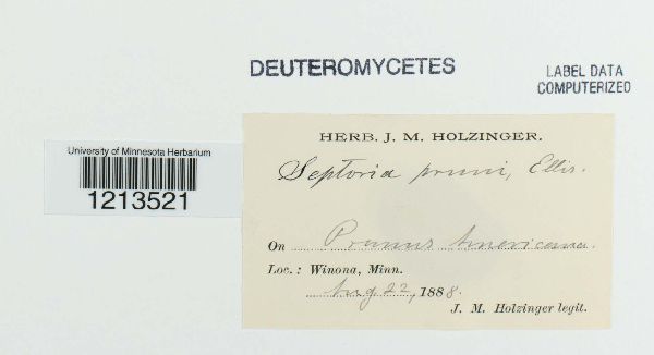 Septoria pruni image