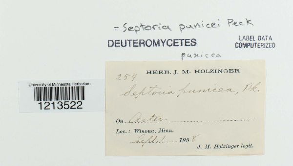 Septoria punicei image